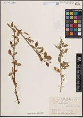 Foto von Salix excelsa S. G. Gmel.